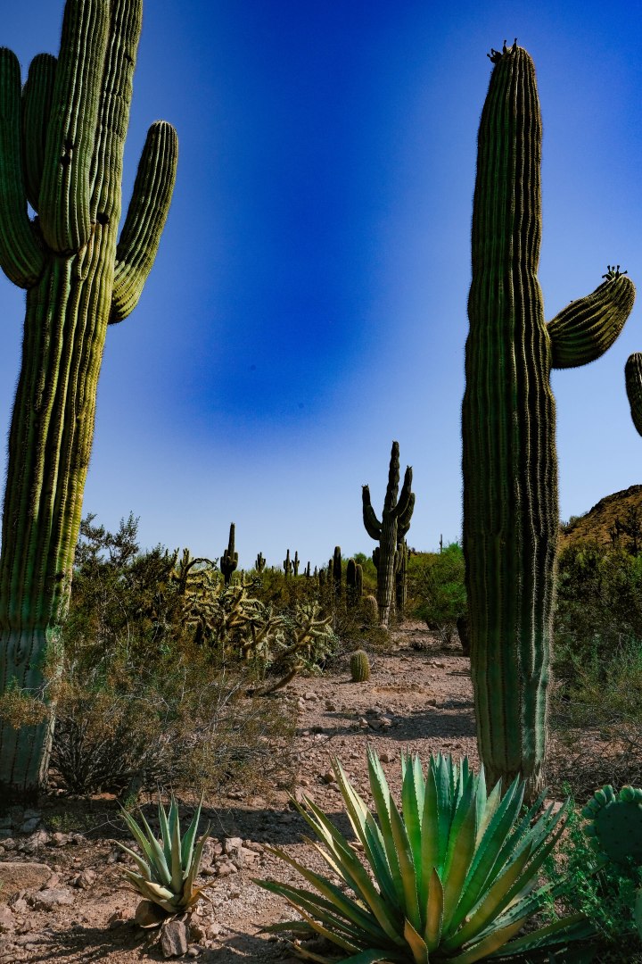 Phoenix, AZ is the Hottest Place We’ve Ever Been&nbsp;(literally)